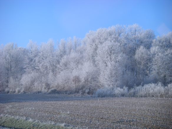 sky-and-trees Cold morning on-route