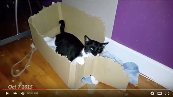 ものっすごく “根気強いネコ” 現る! 段ボール箱を3カ月でバラバラに破壊したネコの動画がすげーニャー!! ものっすごく “根気強いネコ” 現る! 段ボール箱を3カ月でバラバラに破壊したネコの動画がすげーニャー!!