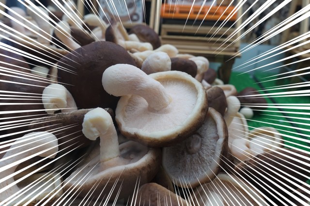 渋すぎるUFOキャッチャー『しいたけキャッチャー』をプレイ! 設置のきっかけやゲットのコツも聞いてみた 渋すぎるUFOキャッチャー『しいたけキャッチャー』をプレイ! 設置のきっかけやゲットのコツも聞いてみた