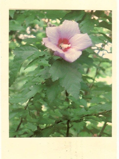 hibiscus.jpeg