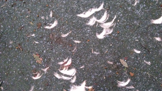 feathered crescents.jpg