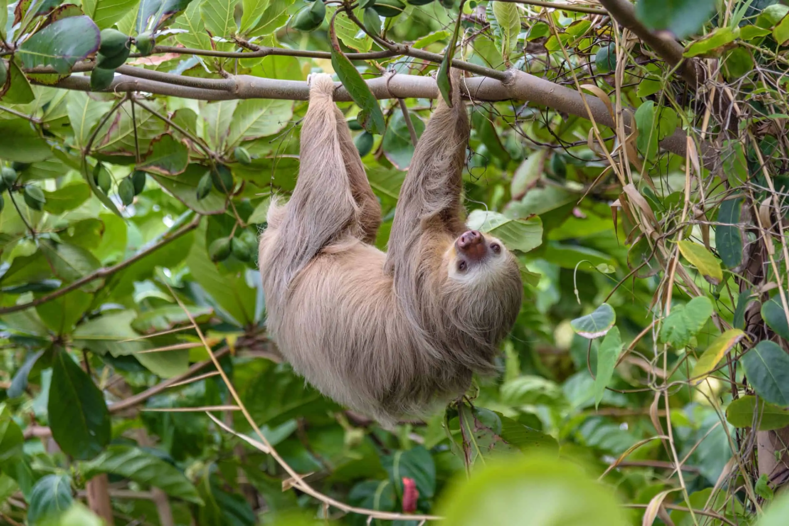 Sea Salt 9 Latin America