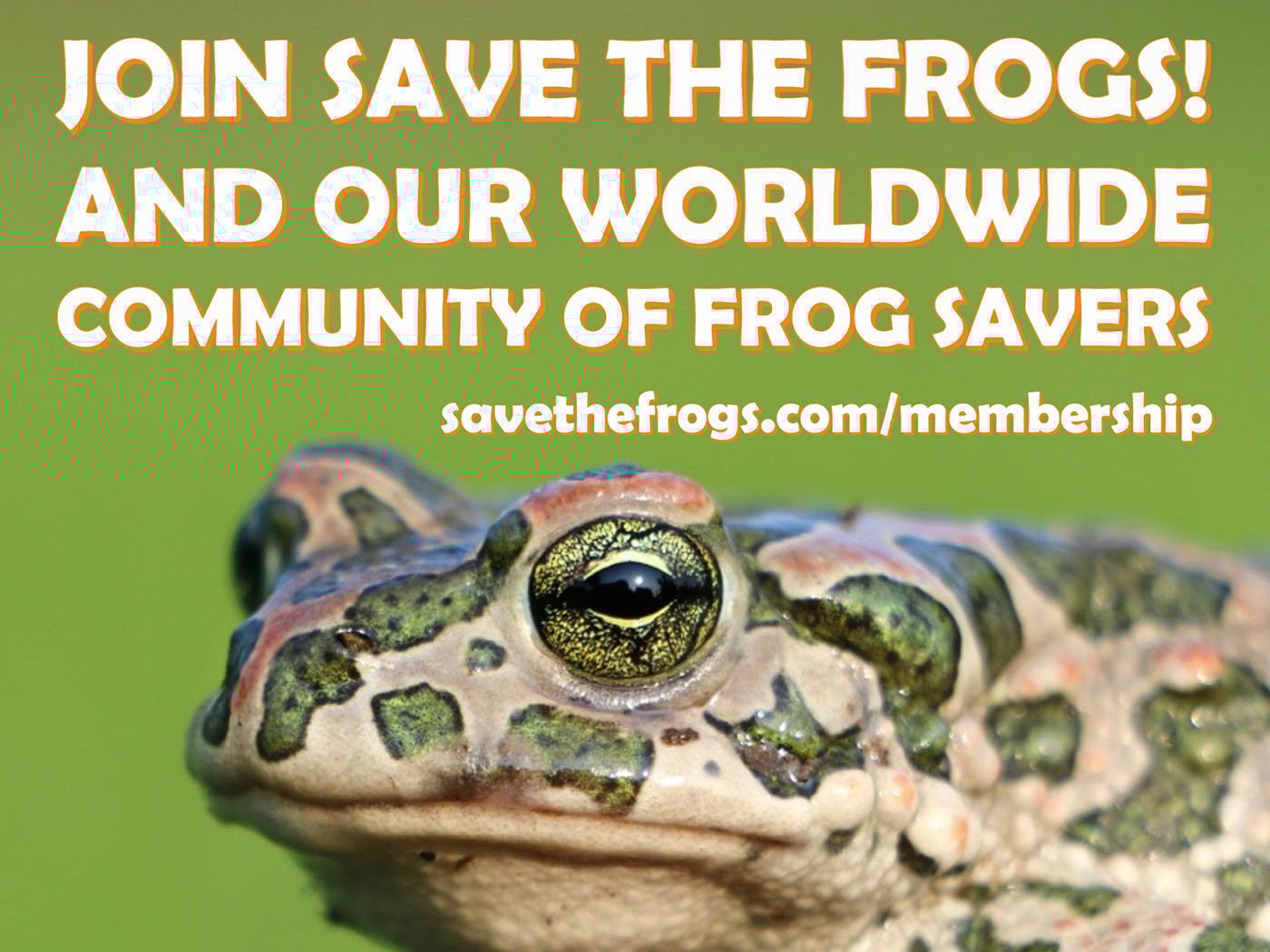 Membership Save The Frogs