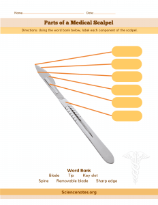 Parts of a medical scalpel Worksheet
