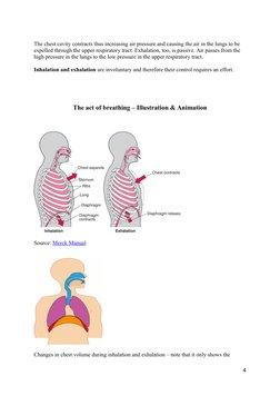 The chest cavity contracts thus increasing air pressure and causing the air in the lungs to be
expelled through the upper re