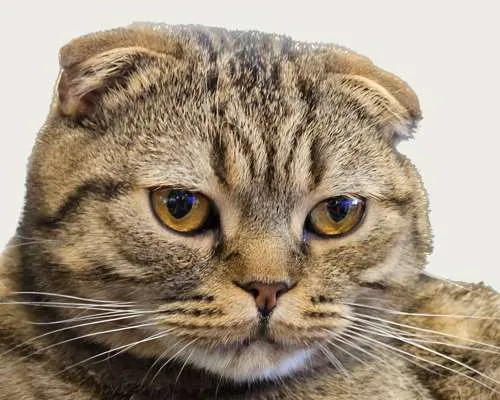 Juan-Pablo Juan Pablo