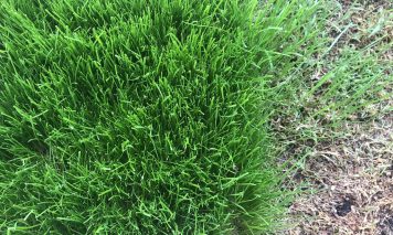 3種混合西洋芝0402