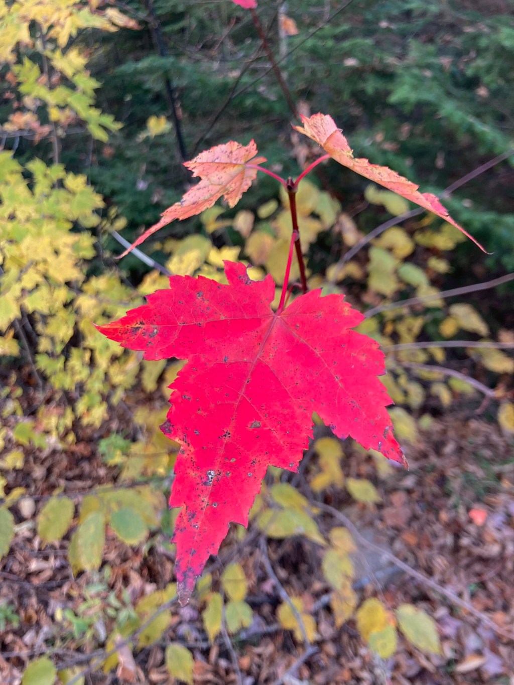 The Obamas’ swingset in rural Quebec – October 2023