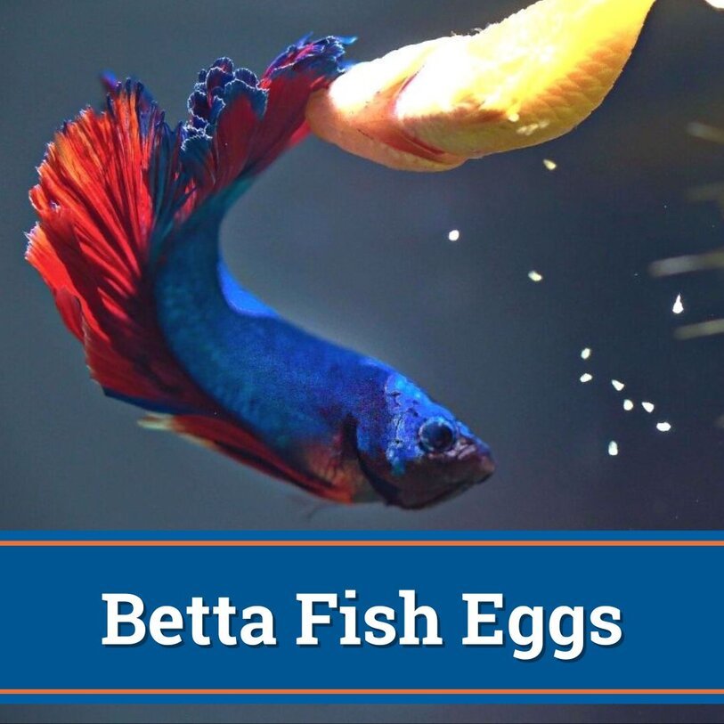 what do betta fish eggs look like