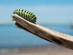caterpillar