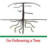 Tree following Tree following