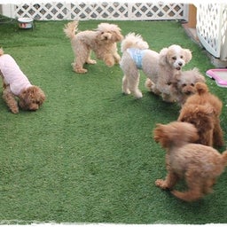 画像 2026年ホテルわんこちゃん、元気にすごしております(^^)/ の記事より 4つ目