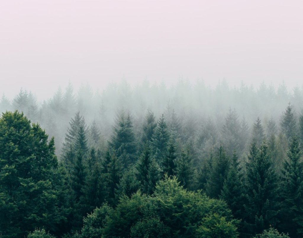 Search For Trees Tree Search