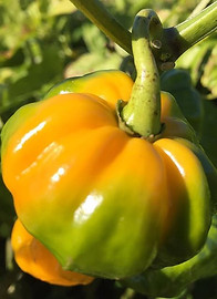 スコッチボネット(Scotch Bonnet)