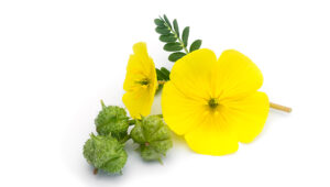 日本では販売禁止?トリビュラスの効果10個と副作用の危険性