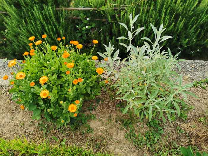 カレンデュラ&ホワイトセージ