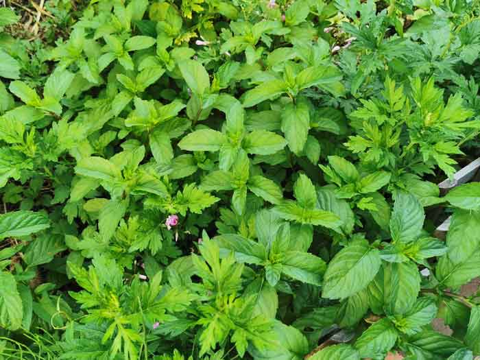 スペアミント系