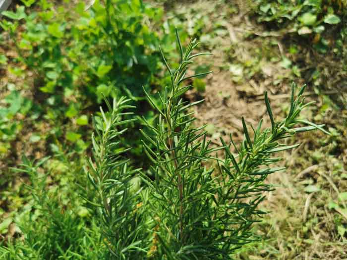 ローズマリー