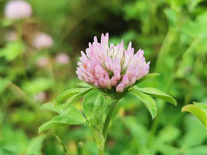レッドクローバー