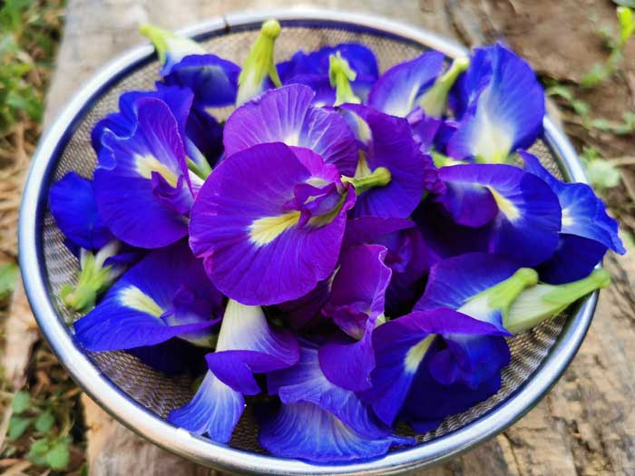 バタフライピー