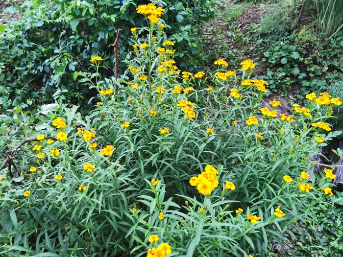 レモンマリーゴールド