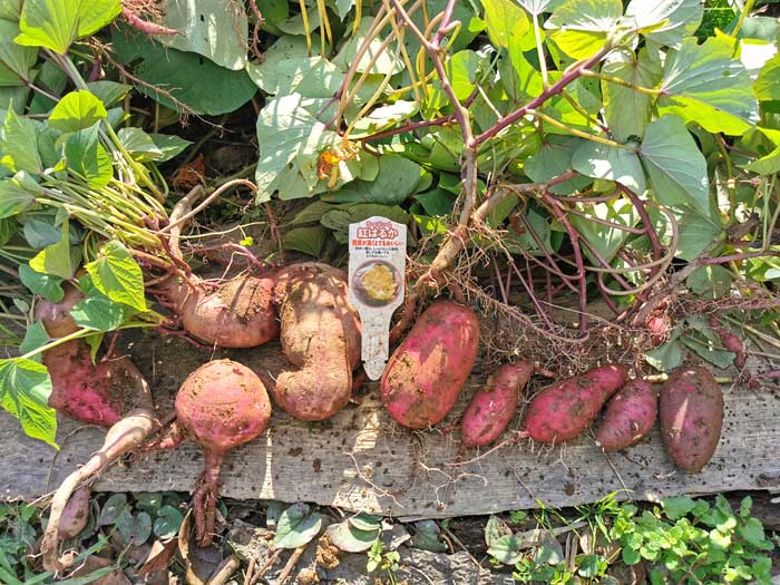 さつまいも