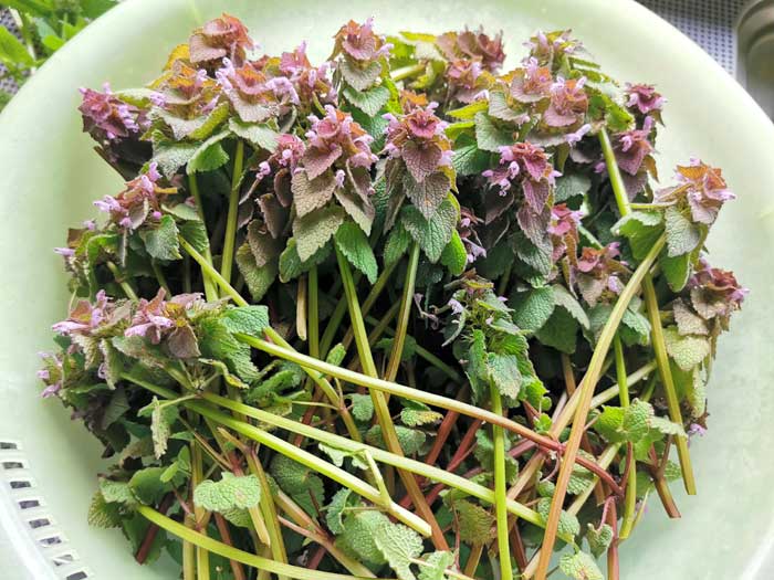 ヒメオドリコソウ