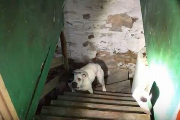 購入した家の地下室を覗いたらワンコを発見、保護団体に無事救助される