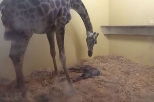 ポルトガルの動物園でキリンが落下し死亡、原因は見学者の規則違反だった