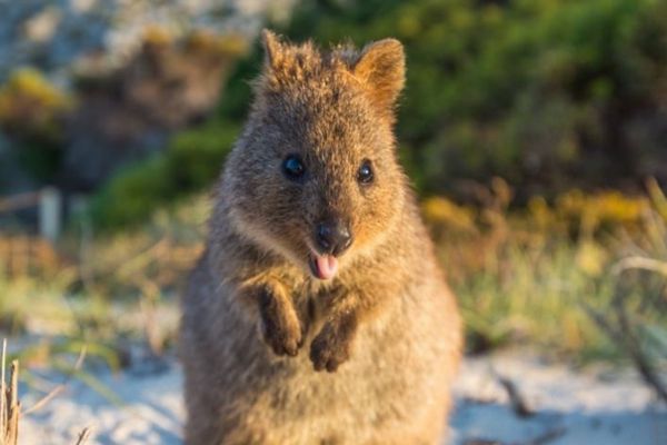笑顔のような表情がかわいい、豪に住む「クオッカ」との自撮りが人気