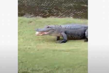 おーい、返してくれ!ワニがゴルフボールを食べて池の中へ