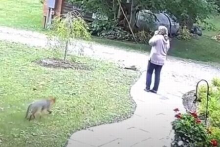 ニューヨーク州でキツネが女性を襲撃、異常な攻撃性の原因は狂犬病か?【動画】