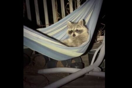 庭を覗いてみたら、野生のアライグマがハンモックで寛いでいた!【動画】