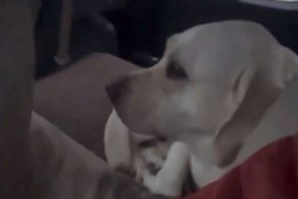 後ろの席に見知らぬ犬が…男性が他人の車に乗ったと気づく【動画】