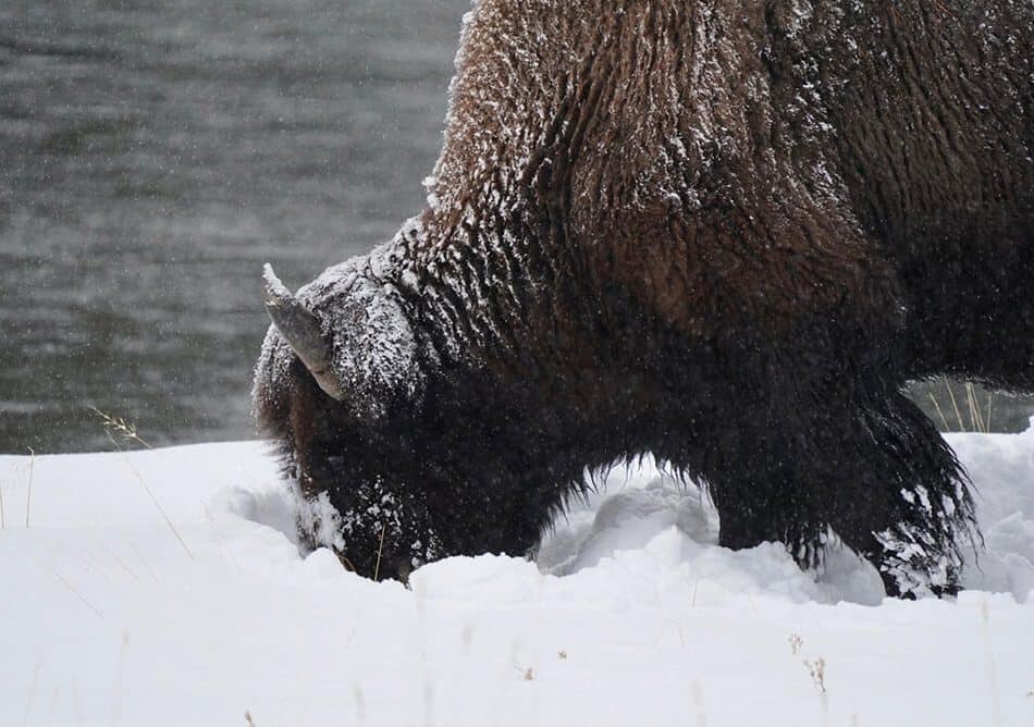bisoncloseupshotyellowstone - Syed Balkhi Bison closeup shot at Yellowstone