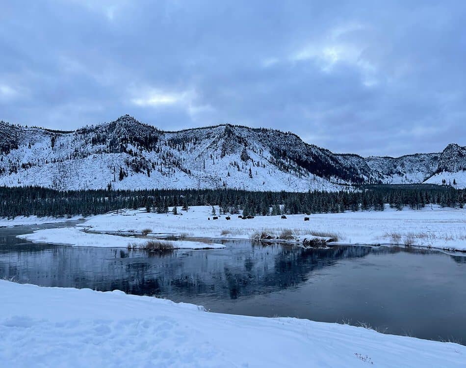 bisonherdyellowstone - Syed Balkhi Bisons at Yellowstone