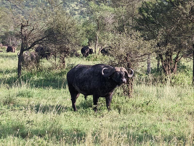 African Buffalo - Syed Balkhi African Buffalo