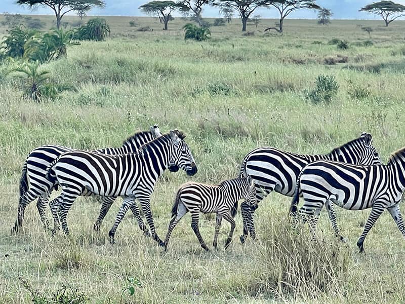 Baby zebras are so cute - Syed Balkhi Baby zebras are so cute