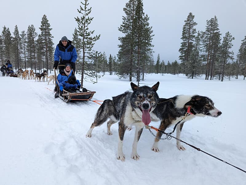 Dog sledding - Solomon thinks its too cold - Syed Balkhi Dog sledding - Solomon thinks its too cold