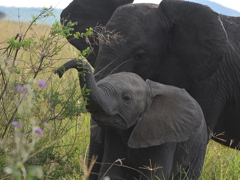 Elephants are so cute - Syed Balkhi Elephants are so cute