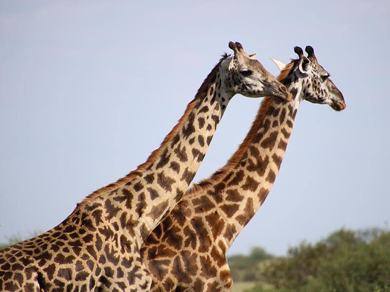 Giraffes closeup - Syed Balkhi Giraffes closeup