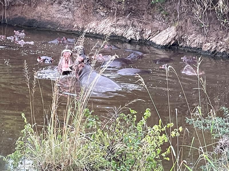 Hippos fight - Syed Balkhi Hippos fight