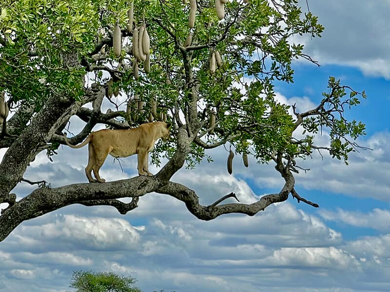 Lion on top of a tree - Syed Balkhi Lion on top of a tree
