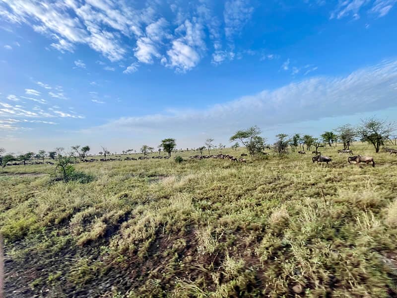 Great Migration in Action - Syed Balkhi Great Migration in Action