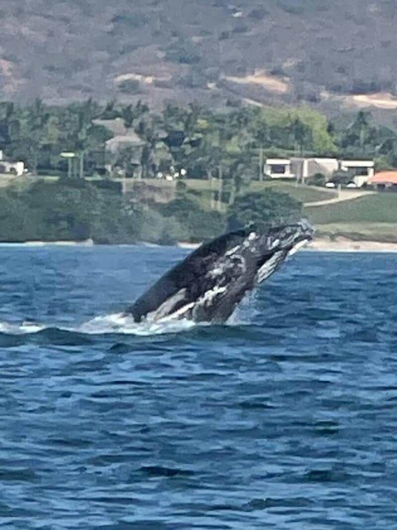 Terrible whale jump photo but I got it - Syed Balkhi Terrible whale jump photo but I got it