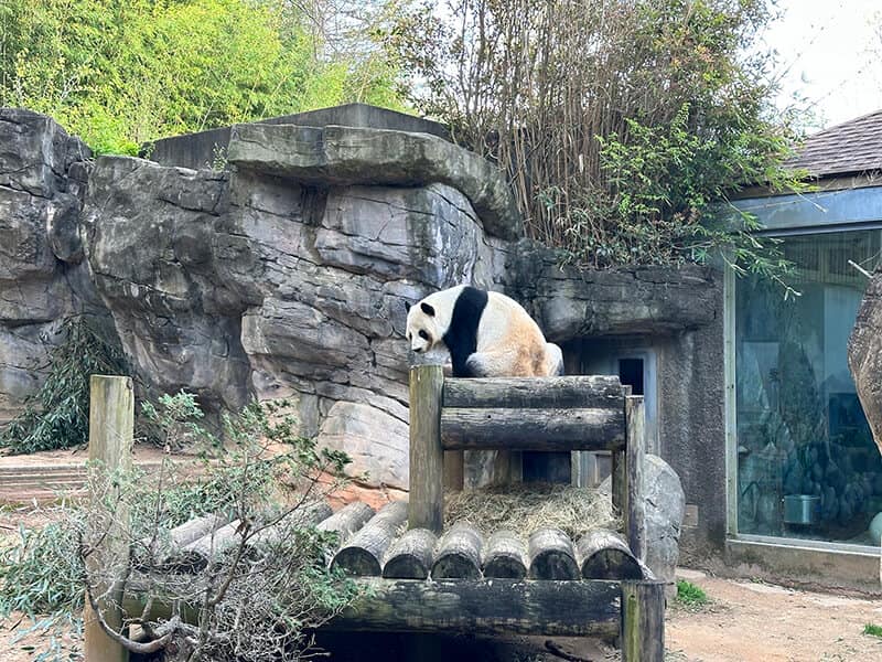 Panda doing Panda things at Atlanta Zoo - Syed Balkhi Panda doing Panda things at Atlanta Zoo