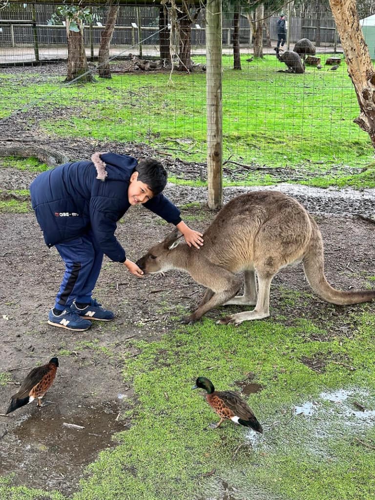 Solomon petting kangaroo at Moonlit sanctuary - Syed Balkhi Solomon petting kangaroo at Moonlit sanctuary