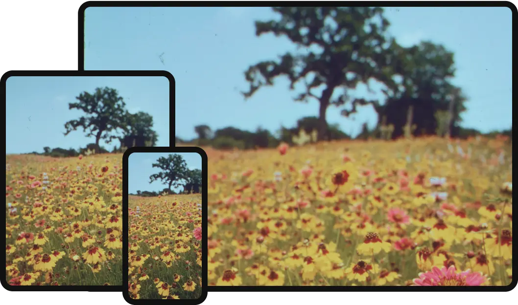Smartphones capturing a scenic wildflower meadow with trees. THis is just a placeholder image until I find a better one.