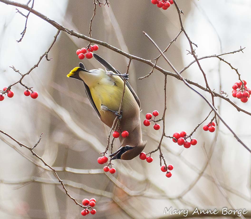 Cedar Waxwing reaching for Winterberry Holly (Ilex verticillata fruit