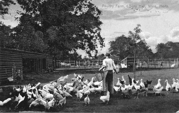 Postcard showing the poulty farm